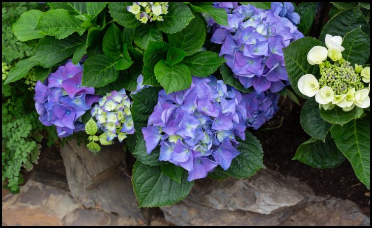 Endless Summer Hydrangea