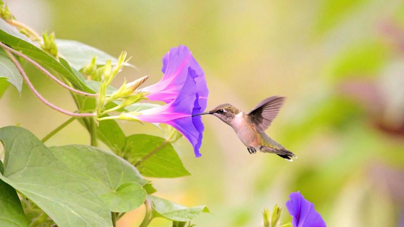 10 Great Perennials That Attract Hummingbirds