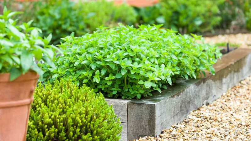 10 Herb Garden Layout Ideas