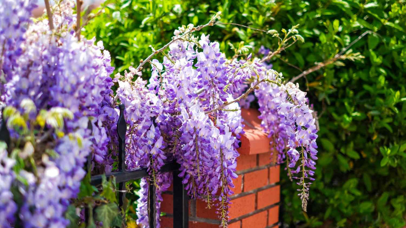 7 Blooming Vines That Add Beauty and Privacy to Your Yard