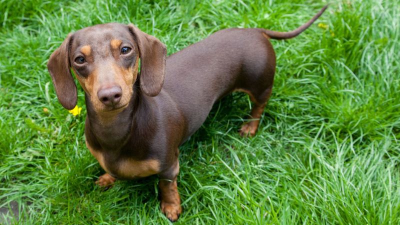 7 Reasons to Reconsider Miniature Dachshunds