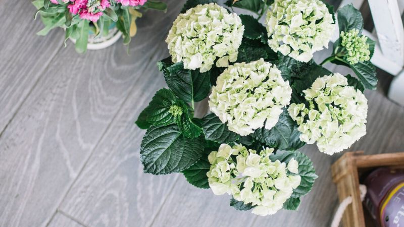 7 Small Hydrangeas that Won't Overgrow Your Space