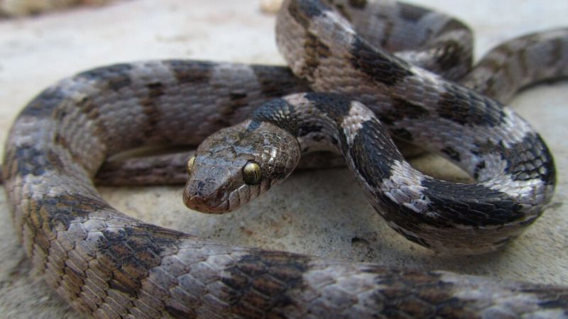 Largest Timber Rattlesnake Ever Recorded