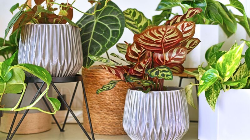 7 Super-Easy Houseplants You'll Love