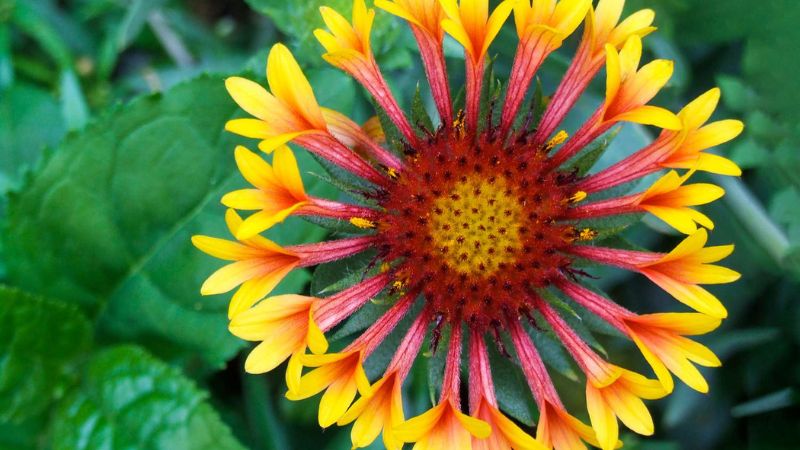 8 Best Perennial Flowers That Bloom Every Year