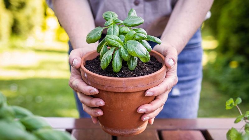 8 Easy Herbs To Grow In Your Garden