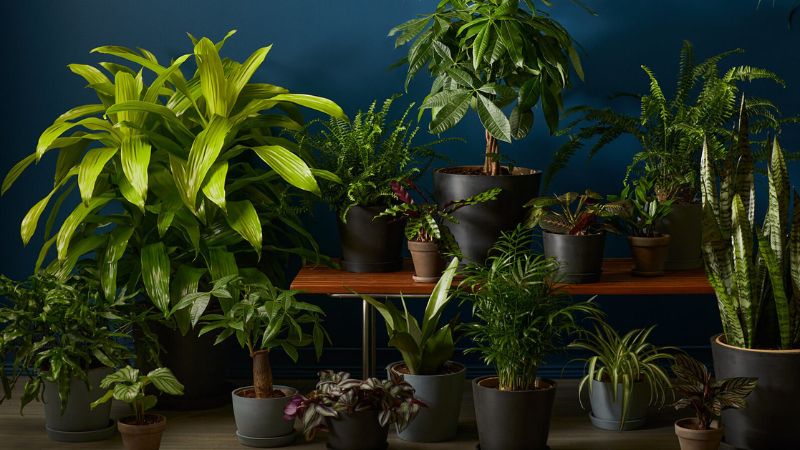 8 Easy Low-Light Plants for Every Corner of Your Home