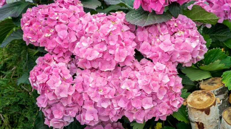 8 Prettiest Pink Hydrangea Varieties for Your Yard