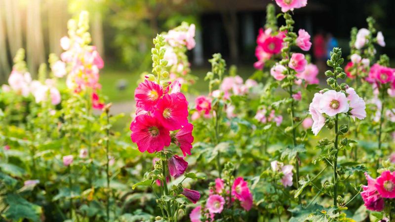 8 Tall Flowers That Make a Strong Impact