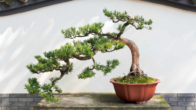 8 Types of Bonsai Trees That Are Perfect for Beginners