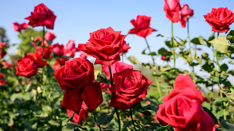 8 Unique Types of Roses You Are Curious to Explore