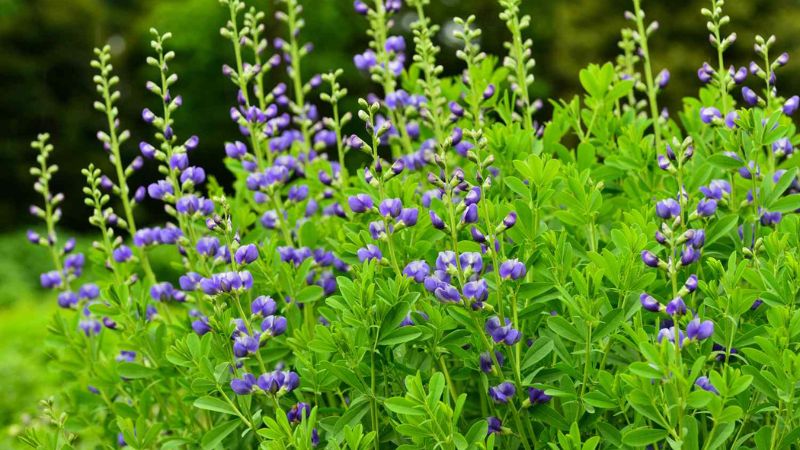 9 Low-Maintenance Perennial Plants for Busy Gardeners