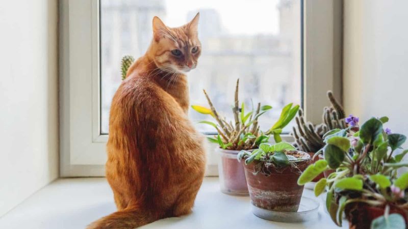 9 Pet-Friendly Plants Safe for Cats and Dogs