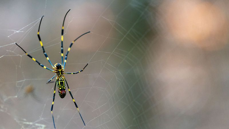 9 States with a High Presence of Tarantulas