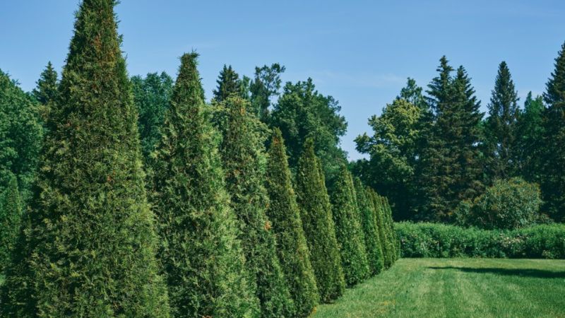 9 of the Rapidly-Growing Trees for a Privacy Screen in Your Yard