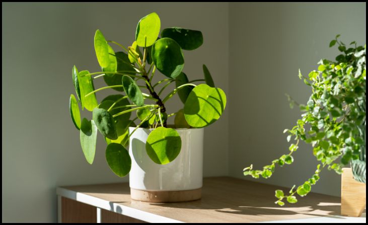 Chinese Money Plant (Pilea peperomioides)