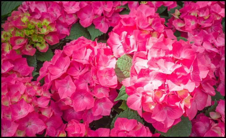 Cityline Paris Hydrangea 