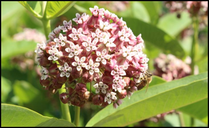 Common Milkweed