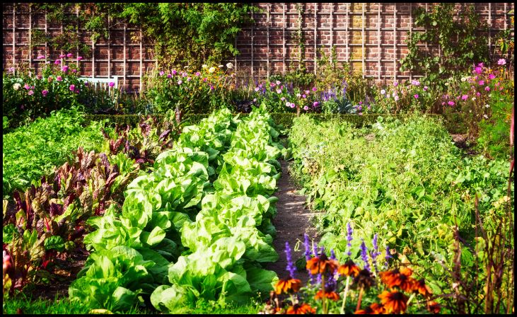 Design a Rustic Vegetable Garden