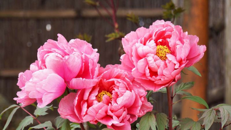 Discover 8 Types of Peony Flowers