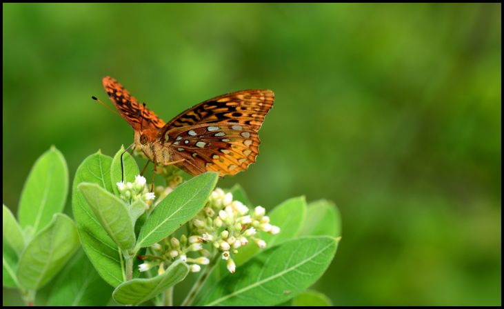 Green Antelopehorn Milkweed