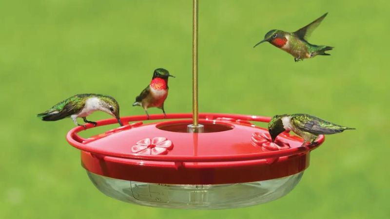 How To Determine The Best Place To Put Your Hummingbird Feeder