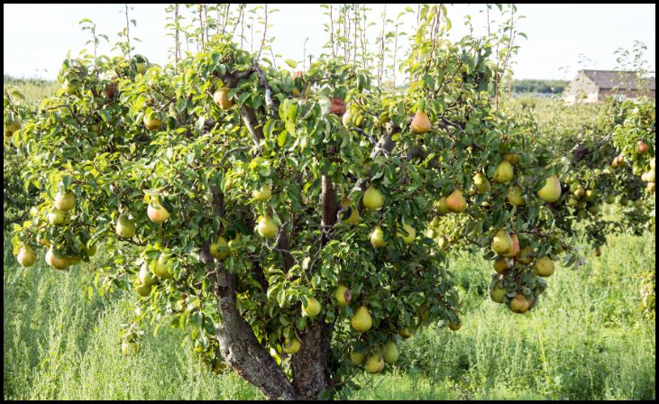 Pear Trees