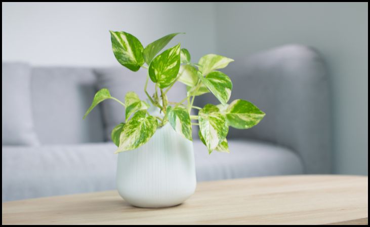 Pothos (Epipremnum aureum)