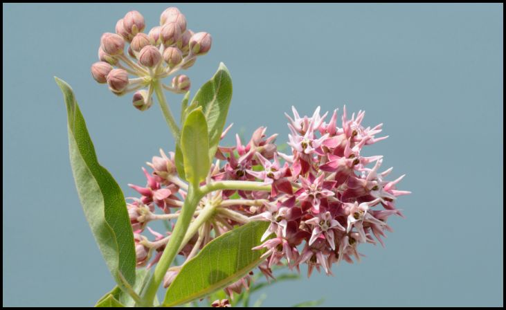 Showy Milkweed