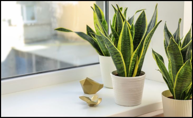 Snake Plant (Sansevieria trifasciata)