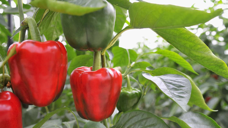 The 8 Best Companion Plants For Peppers