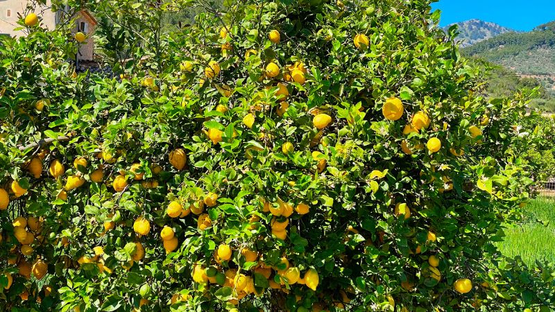 The 8 Best Fruit Trees To Grow In Your Garden