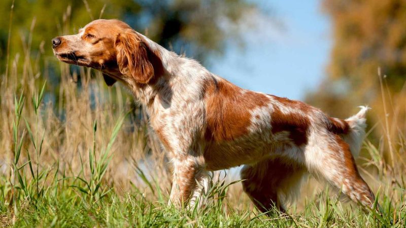 The Best Hunting Dog Breeds