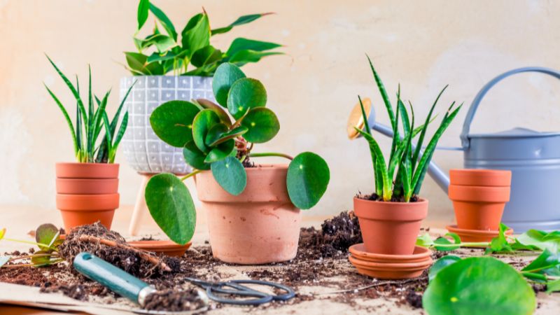 The Best Indoor Plants that Grow from Cuttings