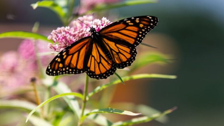 Top 8 Types of Milkweed to Support Monarch Butterflies - Pioneertown ...