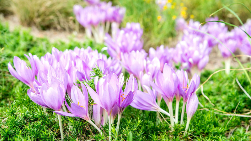 Top 9 Bushes With Pretty Purple Flowers