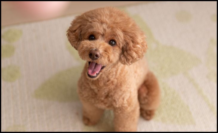 Toy Poodle