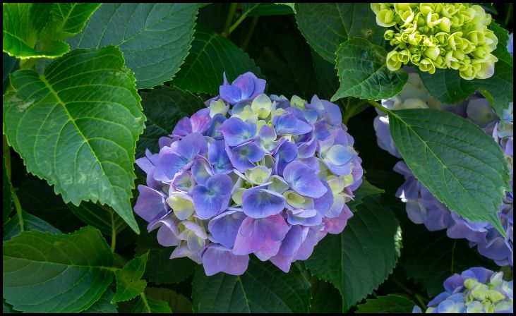 Tuff Stuff Ah-Ha Hydrangea 