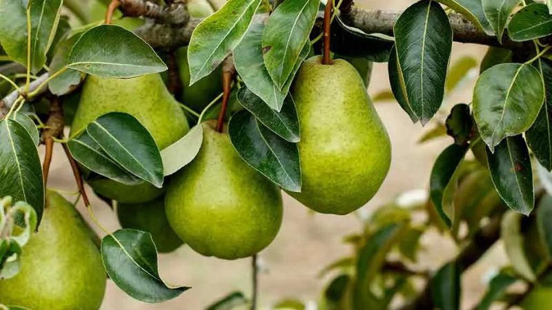 The 10 Best Fruit Trees To Grow In Your Garden