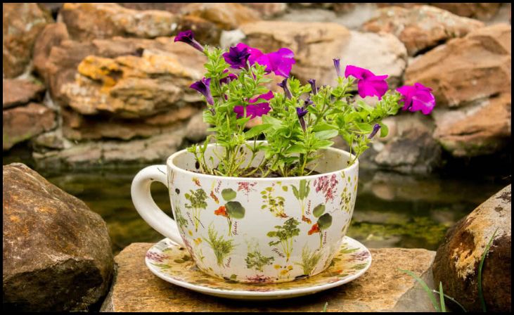 Teacup Gardening